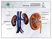 Стенд "Строение почки человека" - fgospostavki.ru - Ярославль