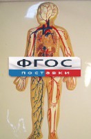 Модель барельефная "Кровеносная система человека" - fgospostavki.ru - Ярославль