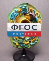 Модель "Клетка растения" - fgospostavki.ru - Ярославль