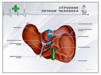 Стенд "Строение печени человека" - fgospostavki.ru - Ярославль