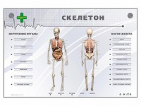 Электрифицированный стенд-тренажер "Скелетон" - fgospostavki.ru - Ярославль