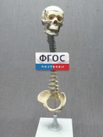 Модель "Позвоночник с черепом и тазом" - fgospostavki.ru - Ярославль