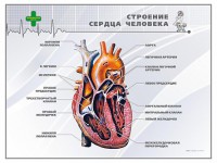 Стенд "Строение сердца человека" - fgospostavki.ru - Ярославль