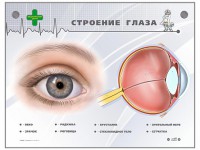 Интерактивный стенд "Строение глаза" - fgospostavki.ru - Ярославль