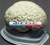 Модель "Мозг в разрезе" (белый) - fgospostavki.ru - Ярославль