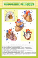 Стенд "Строение сердца" - fgospostavki.ru - Ярославль