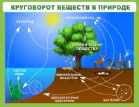 Стенд "Круговорот веществ" - fgospostavki.ru - Ярославль