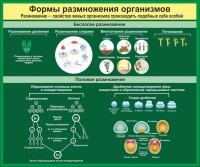 Стенд "Формы размножения организмов" - fgospostavki.ru - Ярославль