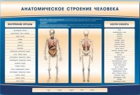 Электрифицированный стенд-тренажер c макетом скелета "Анатомическое строение человека" - fgospostavki.ru - Ярославль