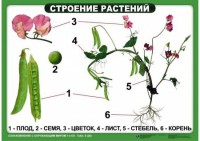 Комплект таблиц "Ознакомление с окружающим миром 1-4 класс" - fgospostavki.ru - Ярославль