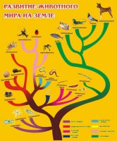 Стенд "Развитие животного мира на земле" - fgospostavki.ru - Ярославль