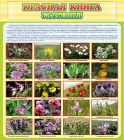 Стенд "Красная книга - растения" - fgospostavki.ru - Ярославль