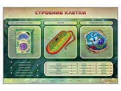 Электрифицированный стенд "Строение клетки" с маркерными полями - fgospostavki.ru - Ярославль
