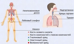 Интерактивные курсы. Биология 9 класс. Базовый. - fgospostavki.ru - Ярославль