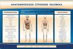 Электрифицированный стенд-тренажер c макетом скелета "Анатомическое строение человека" - fgospostavki.ru - Ярославль