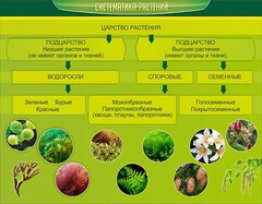 Стенд "Систематика растений" - fgospostavki.ru - Ярославль
