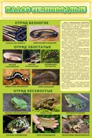 Стенд "Класс земноводные" - fgospostavki.ru - Ярославль
