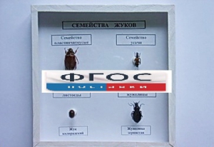 Коллекция "Семейство жуков" - fgospostavki.ru - Ярославль