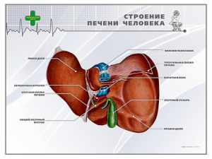 Стенд "Строение печени человека" - fgospostavki.ru - Ярославль