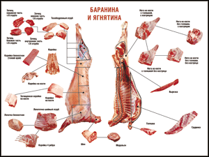 Таблица "Правила разделки мясных туш. Баранина и ягнятина" (100х140 сантиметров, винил) - fgospostavki.ru - Ярославль