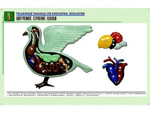 Рельефная таблица "Внутреннее строение голубя" (формат А1, матовое ламинирование) - fgospostavki.ru - Ярославль