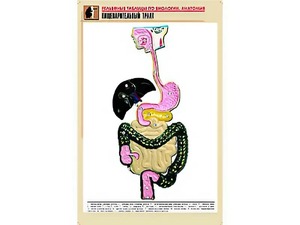 Рельефная таблица "Пищеварительный тракт" (формат А1, матовое ламинирование) - fgospostavki.ru - Ярославль