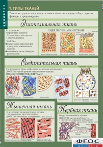 Комплект таблиц. Биология 8-9 класс. Человек. - fgospostavki.ru - Ярославль
