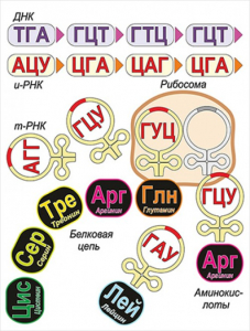 Модель-аппликация Биосинтез белка - fgospostavki.ru - Ярославль