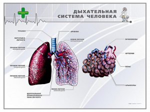 Стенд "Дыхательная система человека" - fgospostavki.ru - Ярославль