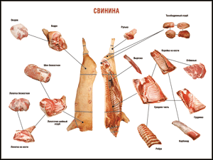 Таблица "Правила разделки мясных туш. Свинина" (100х140 сантиметров. винил) - fgospostavki.ru - Ярославль