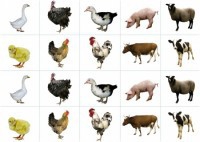 Комплект карточек "Запоминай, играй, считай" - Домашние животные - fgospostavki.ru - Ярославль