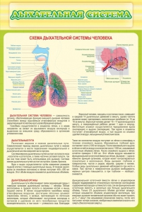Стенд "Дыхательная система" - fgospostavki.ru - Ярославль