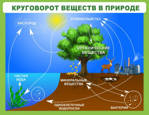 Стенд "Круговорот веществ" - fgospostavki.ru - Ярославль