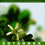 Ботаника. (Цифровая база изображений) - fgospostavki.ru - Ярославль