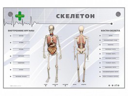 Электрифицированный стенд-тренажер "Скелетон" - fgospostavki.ru - Ярославль
