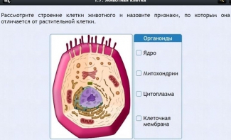 Интерактивные курсы. Биология 8 класс. Базовый - fgospostavki.ru - Ярославль
