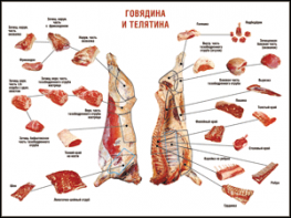 Таблица "Правила разделки мясных туш. Говядина и телятина" (100х140 сантиметров, винил) - fgospostavki.ru - Ярославль