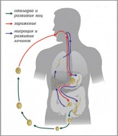 Модель-аппликация Цикл развития аскариды - fgospostavki.ru - Ярославль