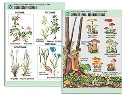 Комплект таблиц "Окружающий мир. Грибы. Растительный мир" (12 таблиц, А1, ламинированные) - fgospostavki.ru - Ярославль
