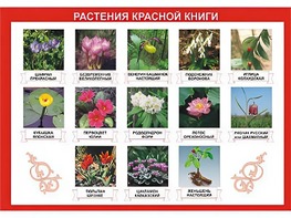 Таблица демонстрационная "Растения Красной книги" (винил 70*100) - fgospostavki.ru - Ярославль