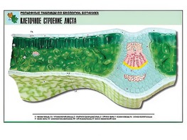 Рельефная таблица "Клеточное строение листа" (формат А1, матовое ламинирование) - fgospostavki.ru - Ярославль