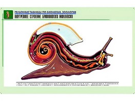 Рельефная таблица "Внутреннее строение брюхоногого моллюска" (формат А1, матовое ламинирование) - fgospostavki.ru - Ярославль