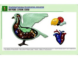 Рельефная таблица "Внутреннее строение голубя" (формат А1, матовое ламинирование) - fgospostavki.ru - Ярославль