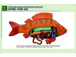 Рельефная таблица "Внутреннее строение рыбы" (формат А1, матовое ламинирование) - fgospostavki.ru - Ярославль