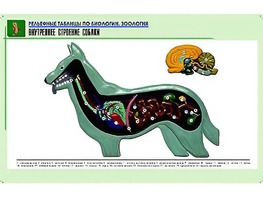 Рельефная таблица "Внутреннее строение собаки" (формат А1, матовое ламинирование) - fgospostavki.ru - Ярославль