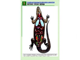 Рельефная таблица "Внутреннее строение ящерицы" (формат А1, матовое ламинирование) - fgospostavki.ru - Ярославль