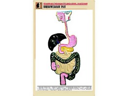 Рельефная таблица "Пищеварительный тракт" (формат А1, матовое ламинирование) - fgospostavki.ru - Ярославль