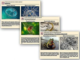 Комплект таблиц раздаточных "Ядовитые животные" - fgospostavki.ru - Ярославль