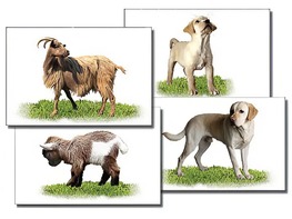 Набор карточек "Домашние животные" (раздаточные) - fgospostavki.ru - Ярославль