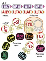 Модель-аппликация Биосинтез белка - fgospostavki.ru - Ярославль